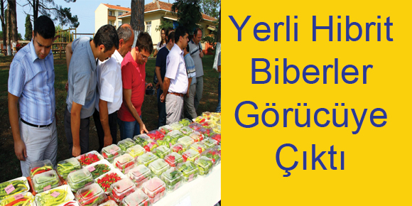 Yerli Hibrit Biberler Görücüye Çıktı