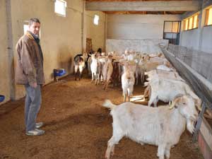 Süt Verimi Yüksek Saanen Keçisi Islah Çalışmaları Umut Veriyor