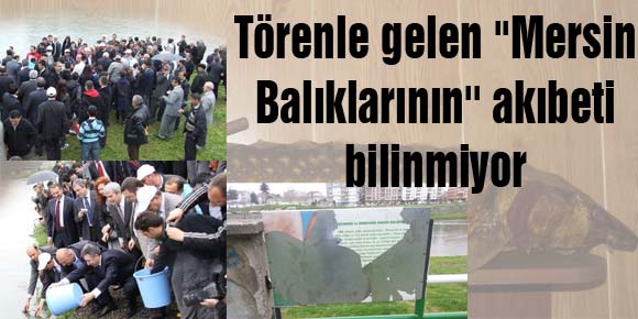 Törenle gelen Mersin Balıklarının akıbeti bilinmiyor