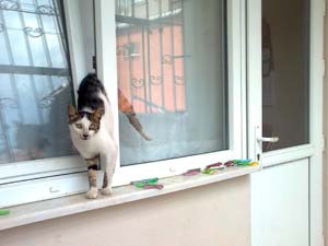 Pencereye Sıkışan Kediyi İtfaiye Kurtardı