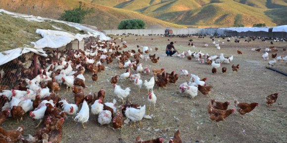 Kuzey Iraktan tavuk ve yumurta üreticilerine darbe