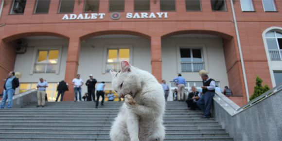 Trafoya giremeyen kedi Adalet Sarayı önünde