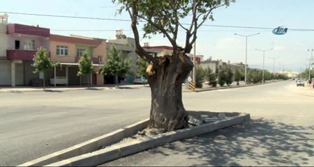 Asırlık ağaç için yol ikiye bölündü