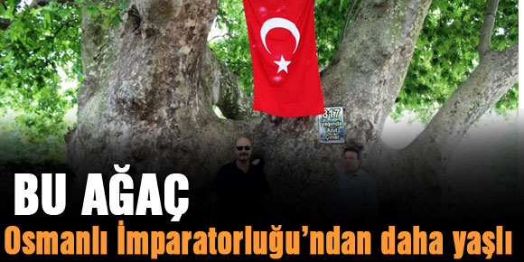 Bu ağaç Osmanlı İmparatorluğu’ndan daha yaşlı