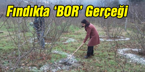 Fındıkta ‘BOR’ Gerçeği