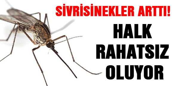 Sivrisinekler Arttı! Halk Rahatsız Oluyor