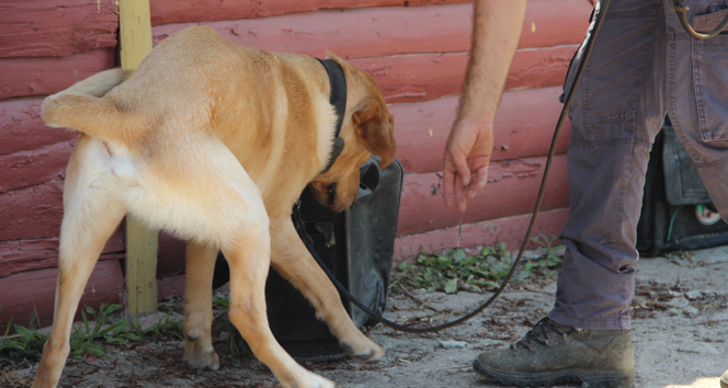 Bomba uzmanı K9 köpekleri hayat kurtarıyor