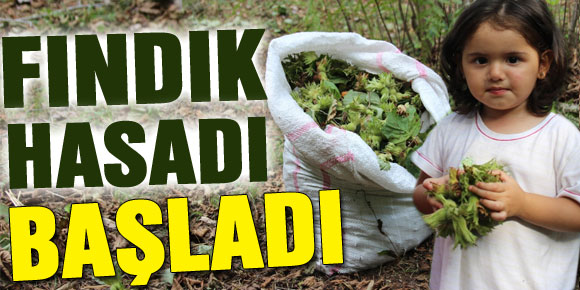 Fındık Hasadı Başladı