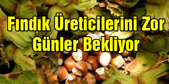 Fındık Üreticilerini Zor Günler Bekliyor