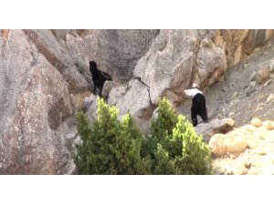 Kayalıklara düşen keçiler 3 gün sonra kurtarıldı