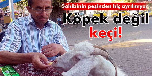 Köpek gibi eğittiği keçisi, yanından hiç ayrılmıyor