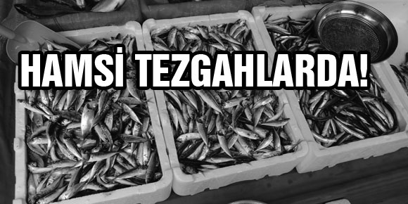 HAMSİ TEZGAHLARDA!