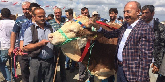 TÜRKİYENİN EN GÜZEL KURBANLIĞI ÇARŞAMBA’DAN…