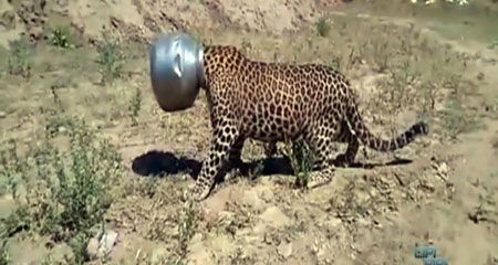 Su arayan leopar başını çömleğe sıkıştırdı