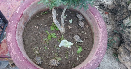 Antalyada kaçak kaplumbağa operasyonu