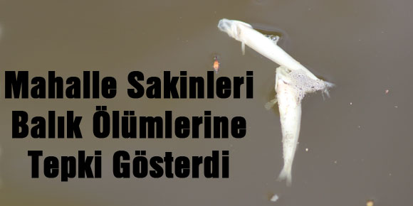 Mahalle Sakinleri Balık Ölümlerine Tepki Gösterdi