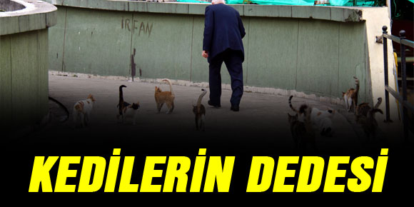 KEDİLERİN DEDESİ