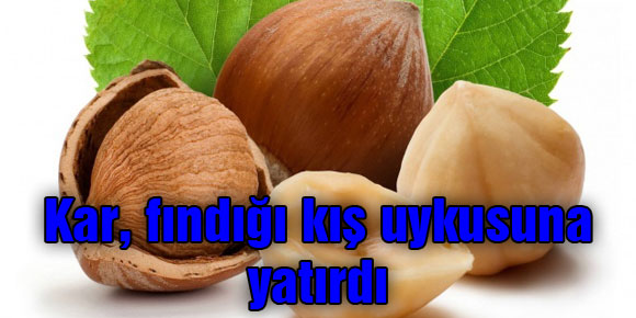 Kar, fındığı kış uykusuna yatırdı