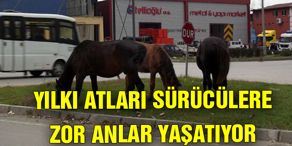 YILKI ATLARI SÜRÜCÜLERE ZOR ANLAR YAŞATIYOR