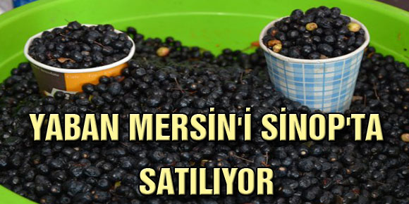 YABAN MERSİNİ SİNOPTA SATILIYOR