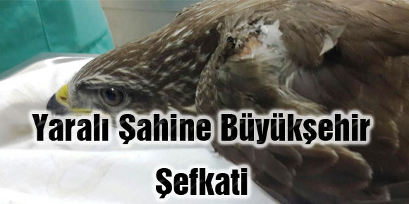 Yaralı Şahine Büyükşehir Şefkati