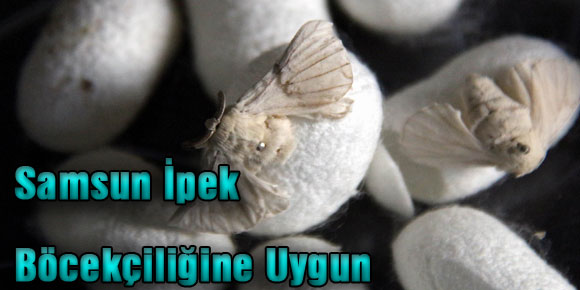 Samsun İpek Böcekçiliğine Uygun