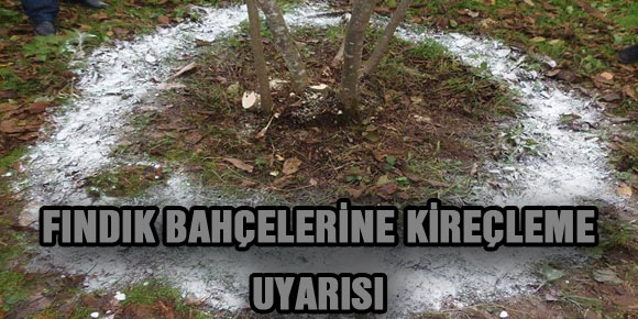 FINDIK BAHÇELERİNE KİREÇLEME UYARISI