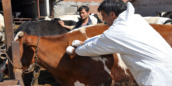 A-Nepal virüslü şap hastalığı nedeniyle Aksaray karantinaya alındı