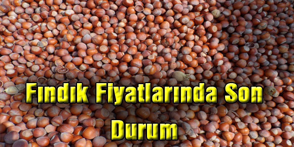 Fındık Fiyatlarında Son Durum