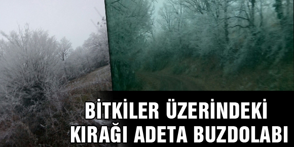 BİTKİLER ÜZERİNDEKİ KIRAĞI ADETA BUZDOLABI