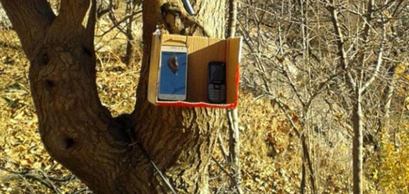 Ağaca asılan kutudan iletişim