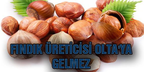 FINDIK ÜRETİCİSİ OLTAYA GELMEZ