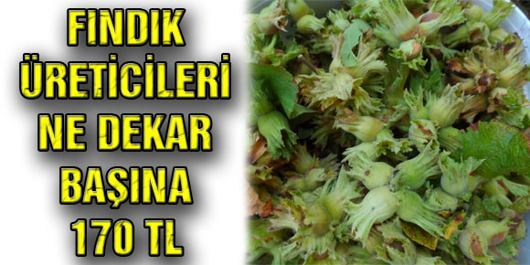 FINDIK ÜRETİCİLERİNE DEKAR BAŞINA 170 TL