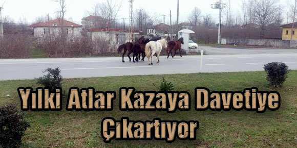 Yılki Atlar Kazaya Davetiye Çıkartıyor