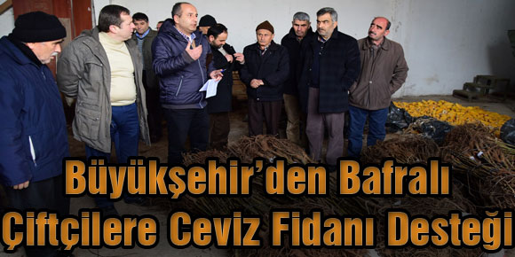 Büyükşehir’den Bafralı Çiftçilere Ceviz Fidanı Desteği