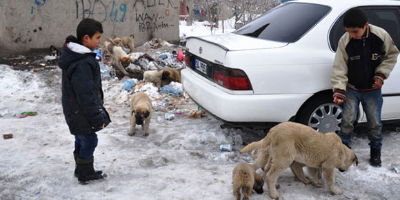 Yavru köpekler miniklere emanet