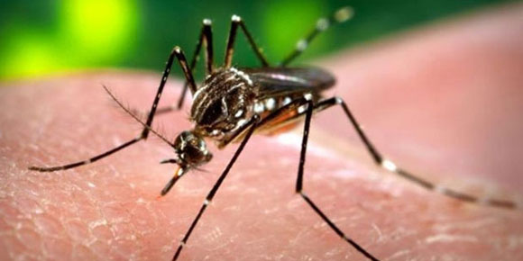 Dünya Sağlık Örgütünde ’zika’ alarmı !