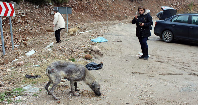 Bursada uyuz köpek paniği