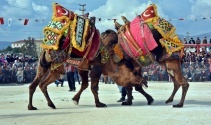 Develer bu sefer kendileri için güreşti