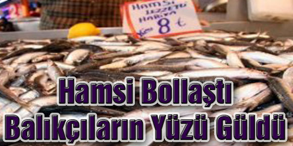 Hamsi Bollaştı Balıkçıların Yüzü Güldü