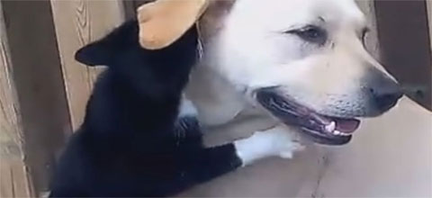 Kedi ve köpeğin şaşırtan dostluğu