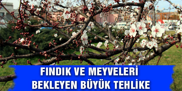 FINDIK VE MEYVELERİ BEKLEYEN BÜYÜK TEHLİKE