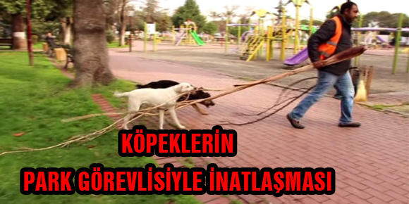 KÖPEKLERİN PARK GÖREVLİSİYLE İNATLAŞMASI