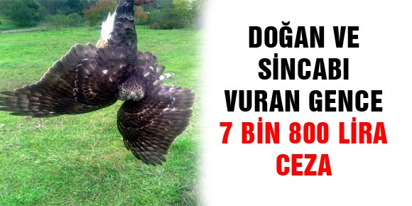 DOĞAN VE SİNCABI VURAN GENCE 7 BİN 800 LİRA CEZA