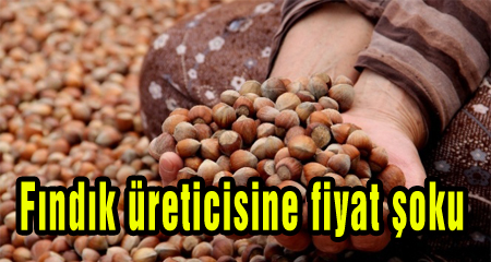 Fındık üreticisine fiyat şoku