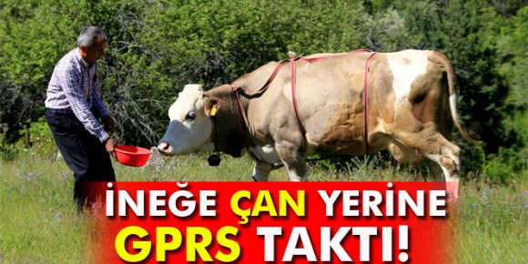 İneğe çan yerine GPRS taktı!