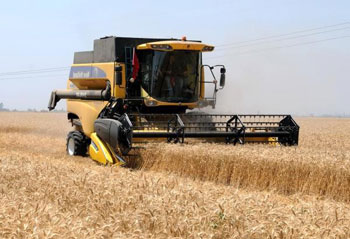 Samsun’da Biçerdöverle Buğday Hasadı Başladı