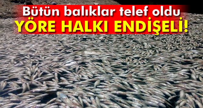 Bursadaki toplu balık ölümleri Meclis gündeminde