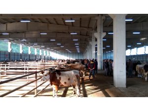 Samsunda tarım ve hayvancılık yatırımları