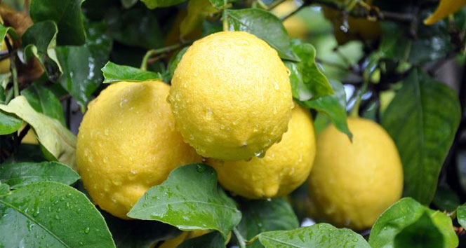 Limon suyunun inanılmaz faydaları